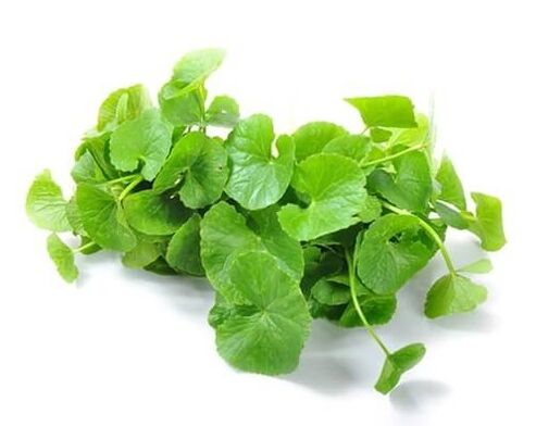 Weiprost zawiera gotu kola (Centella asiatica)